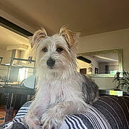 Rosco a rejoint le concours — aidez-le/la à gagner de superbes lots ! animal, blanket, couch, cozy, dog, domestic, fur, furniture, home, indoor, living_room, mirror, modern, pet, plant, portrait, relaxed, scruffy, seated, striped