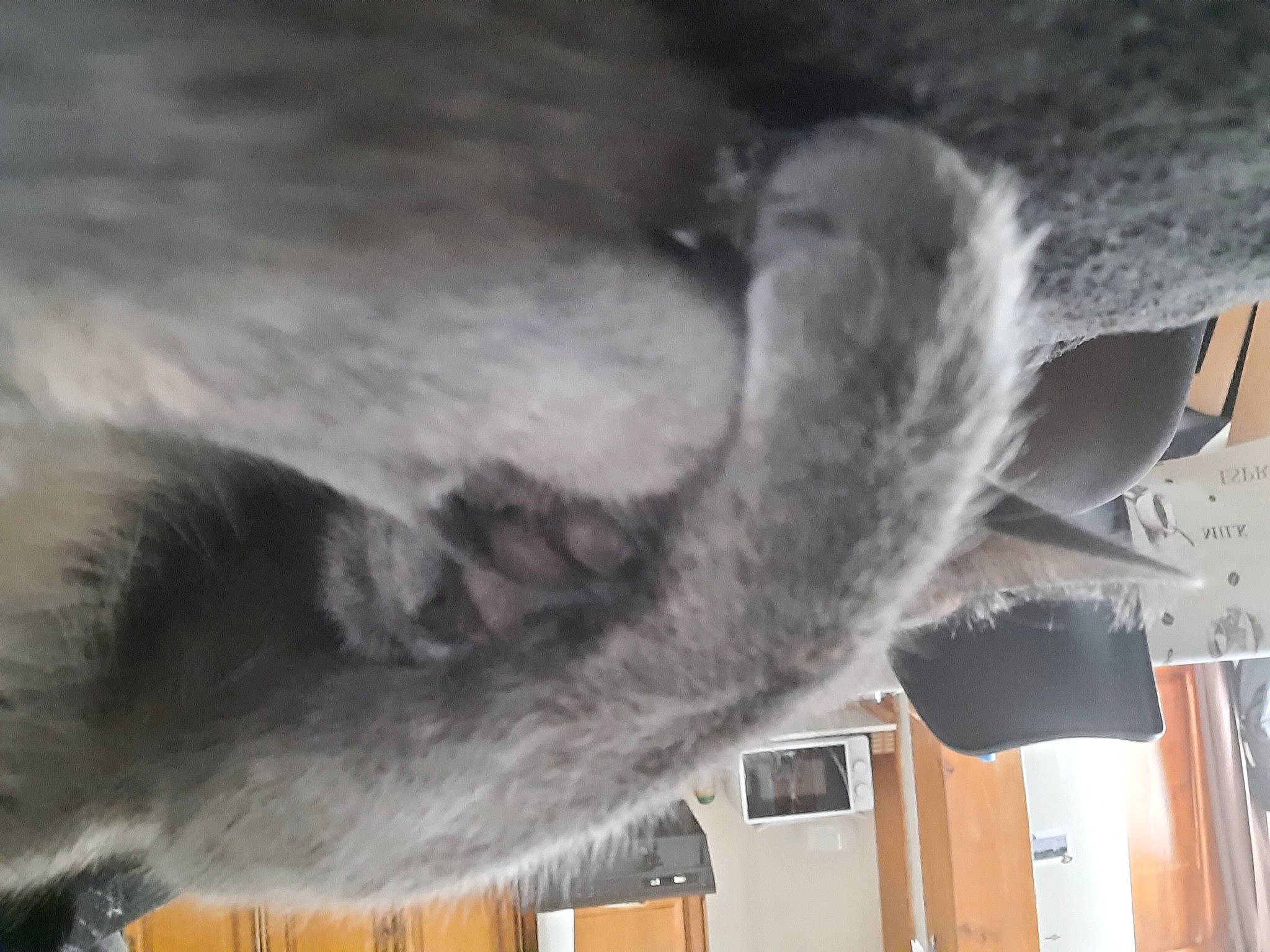 Crapule a rejoint le concours — aidez-le/la à gagner de superbes lots ! canidae, carnivore, cat, dog_breed, felidae, fur, grey, hide, natural_material, small_to_medium_sized_cats, snout, sporting_group, tail, whiskers