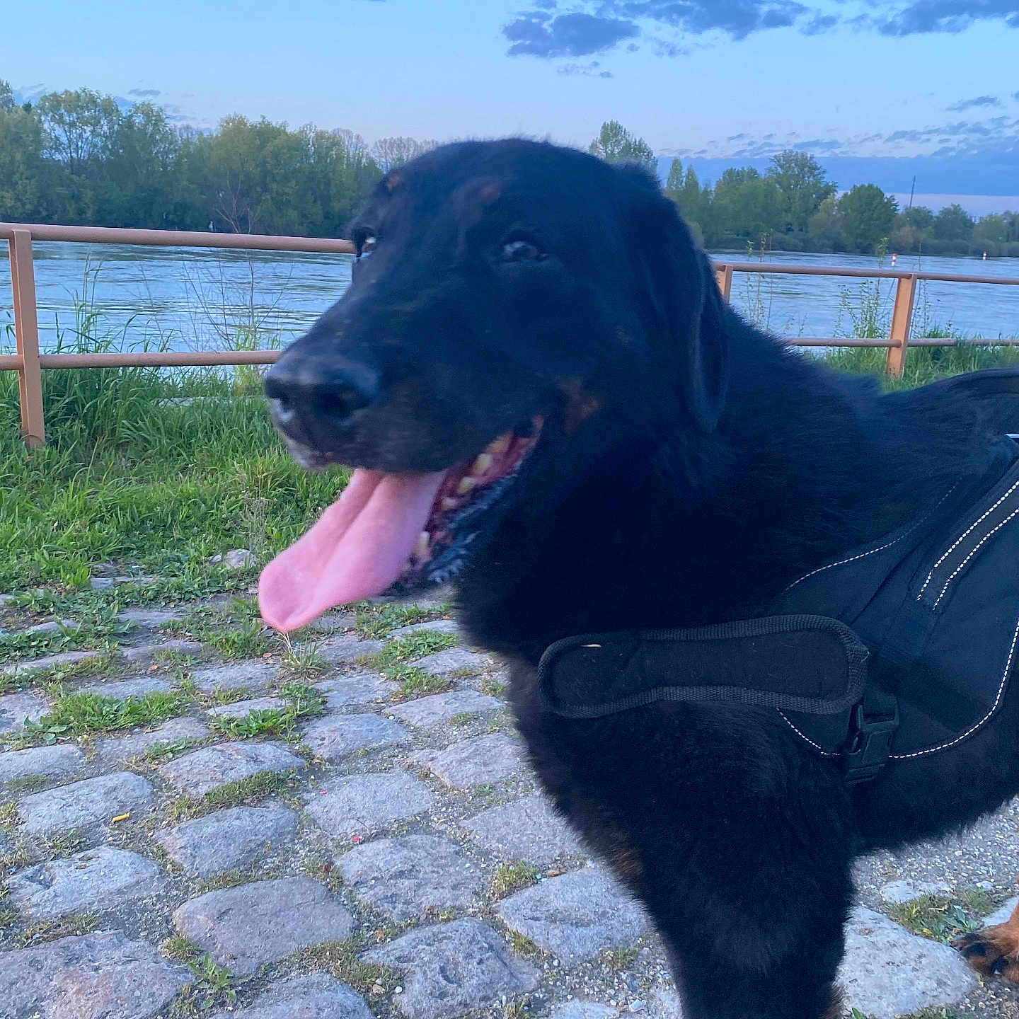 Ice a rejoint le concours — aidez-le/la à gagner de superbes lots ! animal, canine, dog, fence, flagstone, grass, hound, labradorretriever, nature, outdoors, path, pet, plant, puppy, road, slate, tree, walkway, water, waterfront