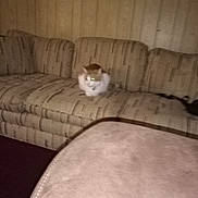 Drakey is registered to the contest to win money with this photo: cat, couch, furniture, indoor, pet, animal, wood_paneling, living_room, blurry, dim_lighting, patterned_fabric, orange_and_white_cat, reflection, armrest, carpet, domestic, resting, feline, cozy, background
