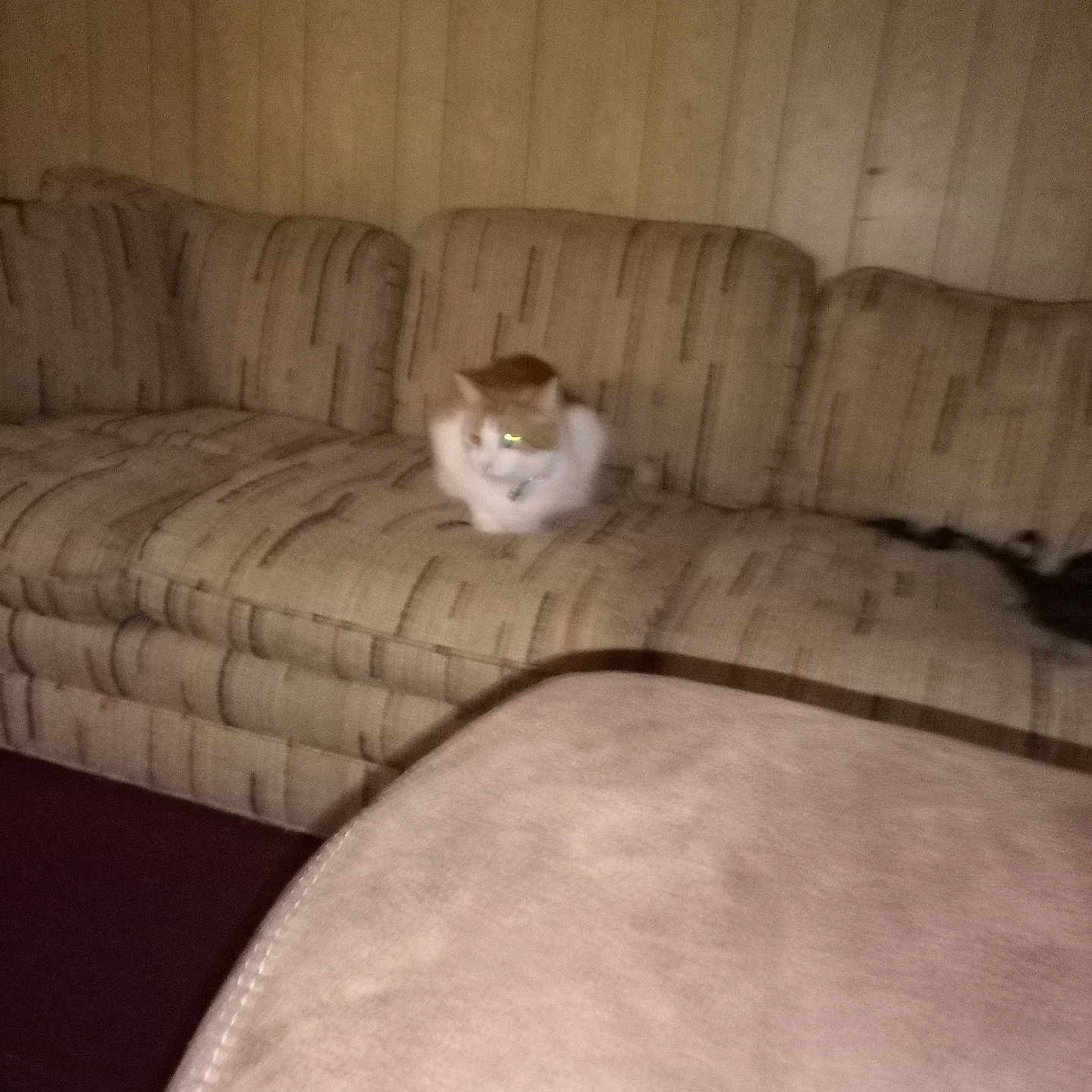 Drakey is registered to the contest to win money with this photo: animal, armrest, background, blurry, carpet, cat, couch, cozy, dim_lighting, domestic, feline, furniture, indoor, living_room, orange_and_white_cat, patterned_fabric, pet, reflection, resting, wood_paneling