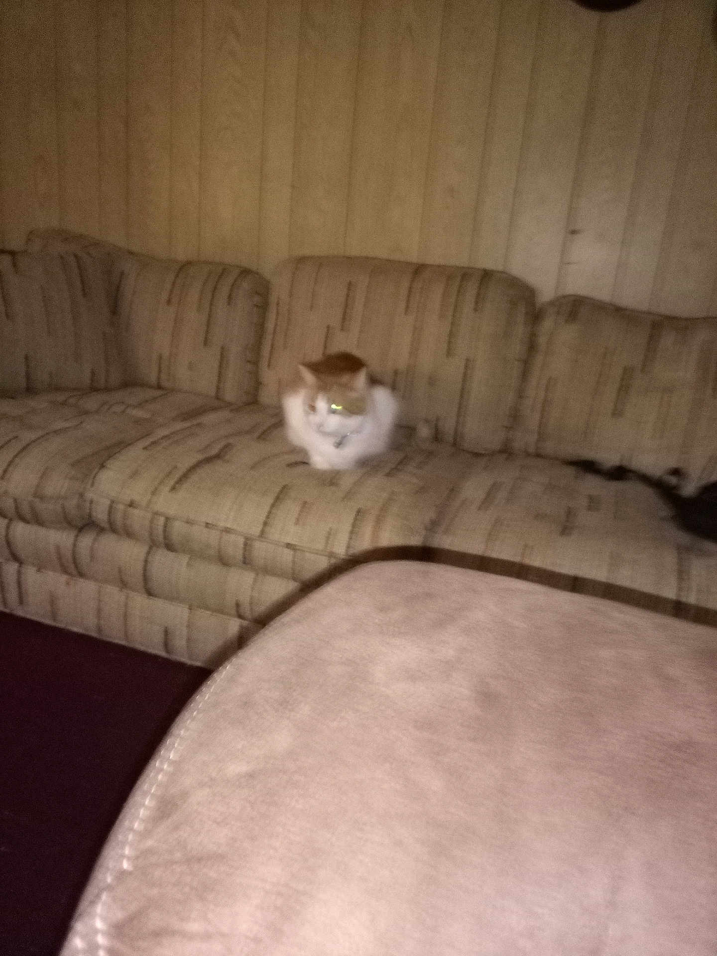 Drakey is registered to the contest to win money with this photo: cat, couch, furniture, indoor, pet, animal, wood_paneling, living_room, blurry, dim_lighting, patterned_fabric, orange_and_white_cat, reflection, armrest, carpet, domestic, resting, feline, cozy, background