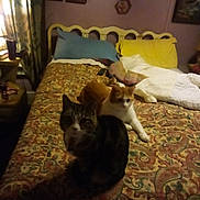 Chloe joined the competition — help win amazing prizes! animal, architecture, art, bed, bedroom, building, cat, couch, cup, cushion, furniture, homedecor, indoors, interiordesign, kitten, livingroom, painting, pet, quilt, room