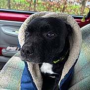 Martin participe au concours pour gagner de l'argent avec cette photo : animal, black_dog, car_interior, closeup, coat, collar, comfort, cute, dog, expression, fur, indoor, jacket, pet, portrait, seat, snug, vehicle, warm, window