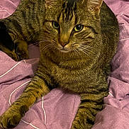 Shadow a rejoint le concours — aidez-le/la à gagner de superbes lots ! animal, blanket, cat, close_up, companion, cute, domestic_animal, ears, feline, fur, indoor, mammal, paws, pet, purple, relaxed, resting, sleepy, tabby, whiskers