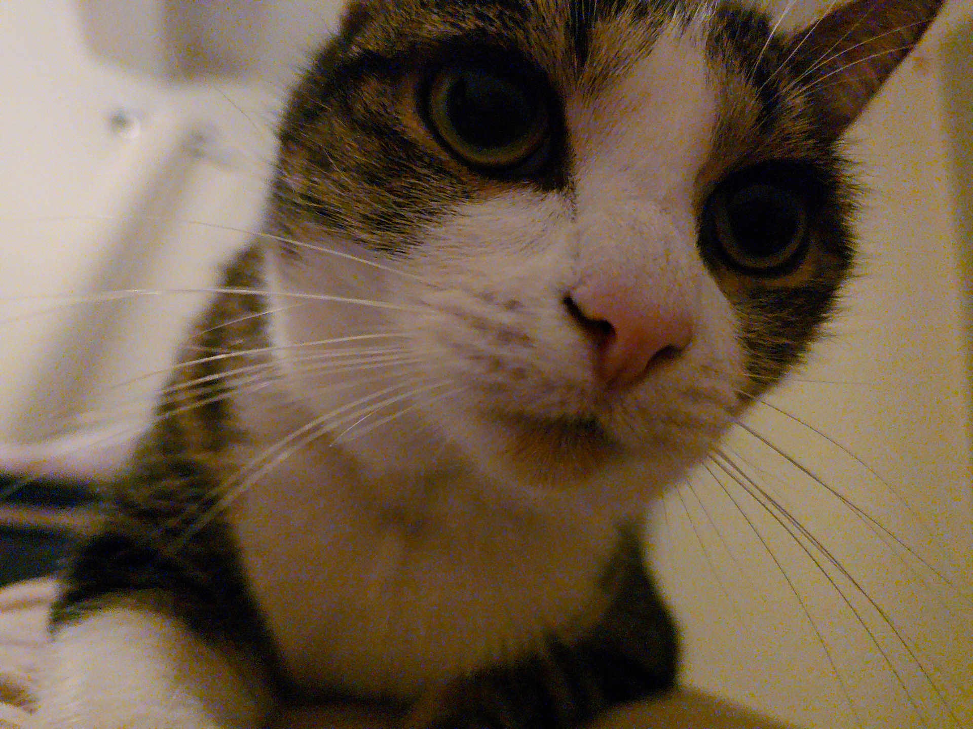 Clochette a rejoint le concours — aidez-le/la à gagner de superbes lots ! cat, close_up, whiskers, curious, indoor, pet, animal, feline, face, nose, eyes, fur, tabby, white, portrait, domestic_animal, cute, mammal, closeup, whisker