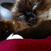 Loïc participe au concours pour gagner de l'argent avec cette photo : cat, siamese_cat, blue_eyes, paw, fur, close_up, relaxed, resting, pet, animal, whiskers, indoor, cozy, soft_texture, blanket, sleepy, cute, mammal, feline, portrait