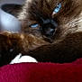 cat, siamese_cat, blue_eyes, paw, fur, close_up, relaxed, resting, pet, animal, whiskers, indoor, cozy, soft_texture, blanket, sleepy, cute, mammal, feline, portrait