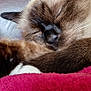 cat, siamese_cat, sleeping, paw, close_up, fur, pink_paw_pads, black_paw_pads, red_blanket, cozy, relaxed, pet, animal, whiskers, indoor, resting, soft_texture, cute, mammal, feline