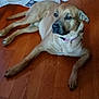 dog, brown_dog, pet, animal, wooden_floor, collar, indoor, laying_down, relaxed, canine, fur, domestic_animal, floor, mammal, looking_away, home, quiet, resting, ears, snout