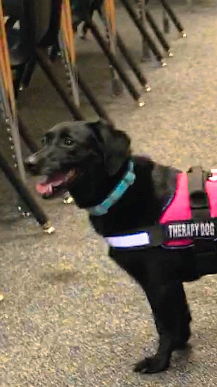 Spirit joined the competition — help win amazing prizes! canidae, carnivore, dog, dog_breed, formosan_mountain_dog, guard_dog, labrador_retriever, leash, mammal, non_sporting_group, snout, sporting_group