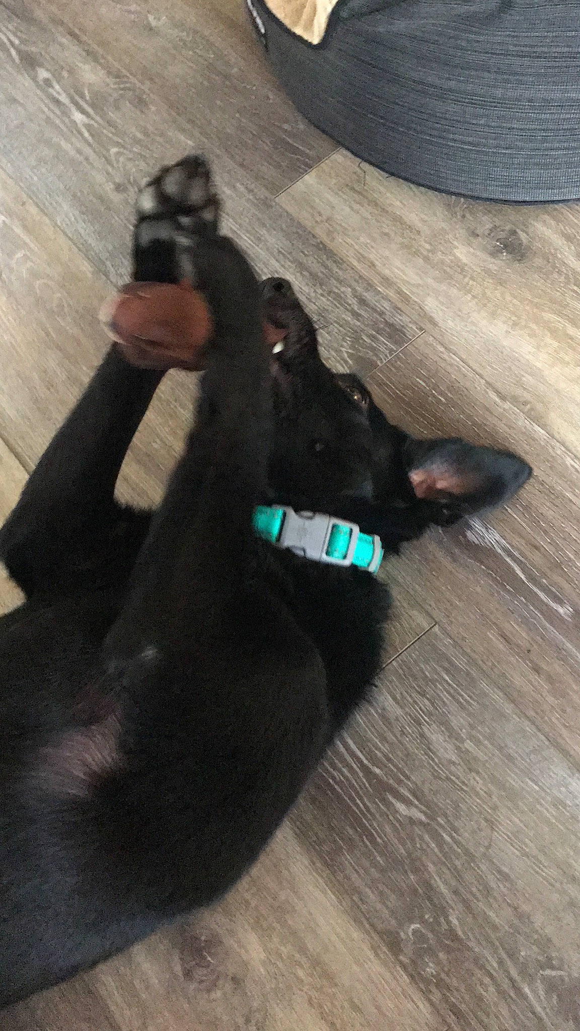 Spirit joined the competition — help win amazing prizes! black_cat, canidae, carnivore, dog, dog_breed, ear, guard_dog, hand, leg, sporting_group, tail