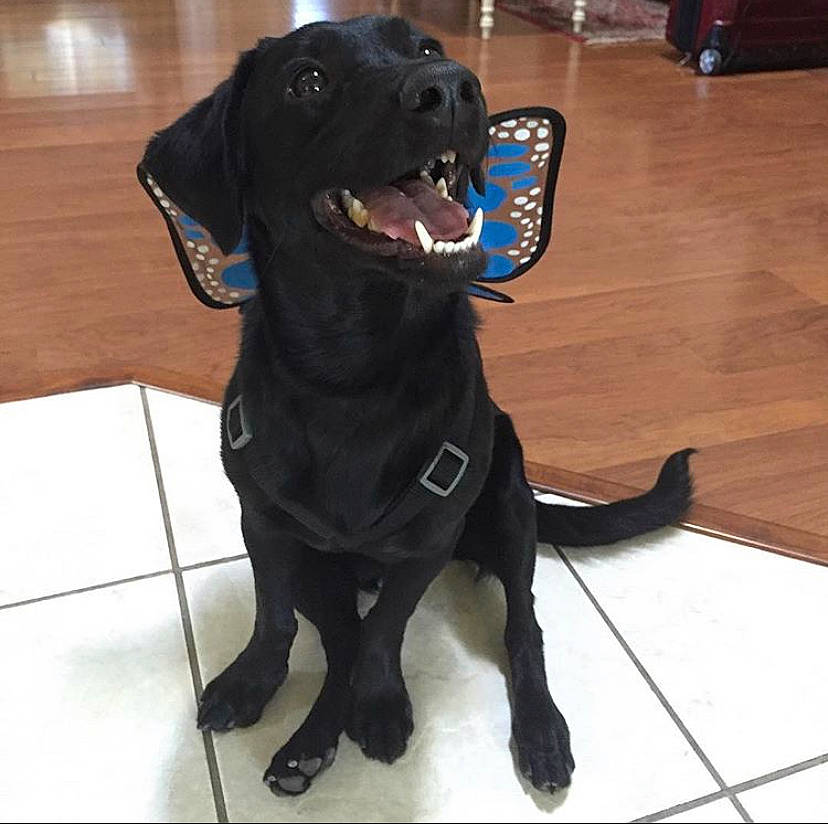 Spirit is registered to the contest to win money with this photo: beagador, borador, canidae, carnivore, companion_dog, dog, dog_breed, dog_collar, flat_coated_retriever, hunting_dog, labrador_retriever, mammal, patterdale_terrier, rare_breed_dog, retriever, snout, sporting_group, vertebrate