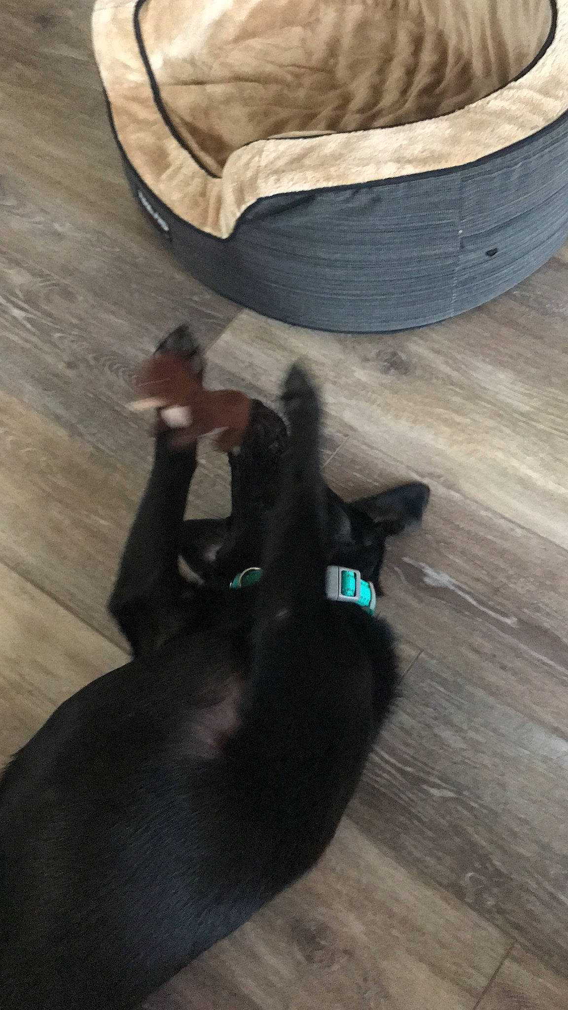 Spirit joined the competition — help win amazing prizes! canidae, dog_breed, fawn, floor, flooring, hardwood, sporting_group, tail, wood