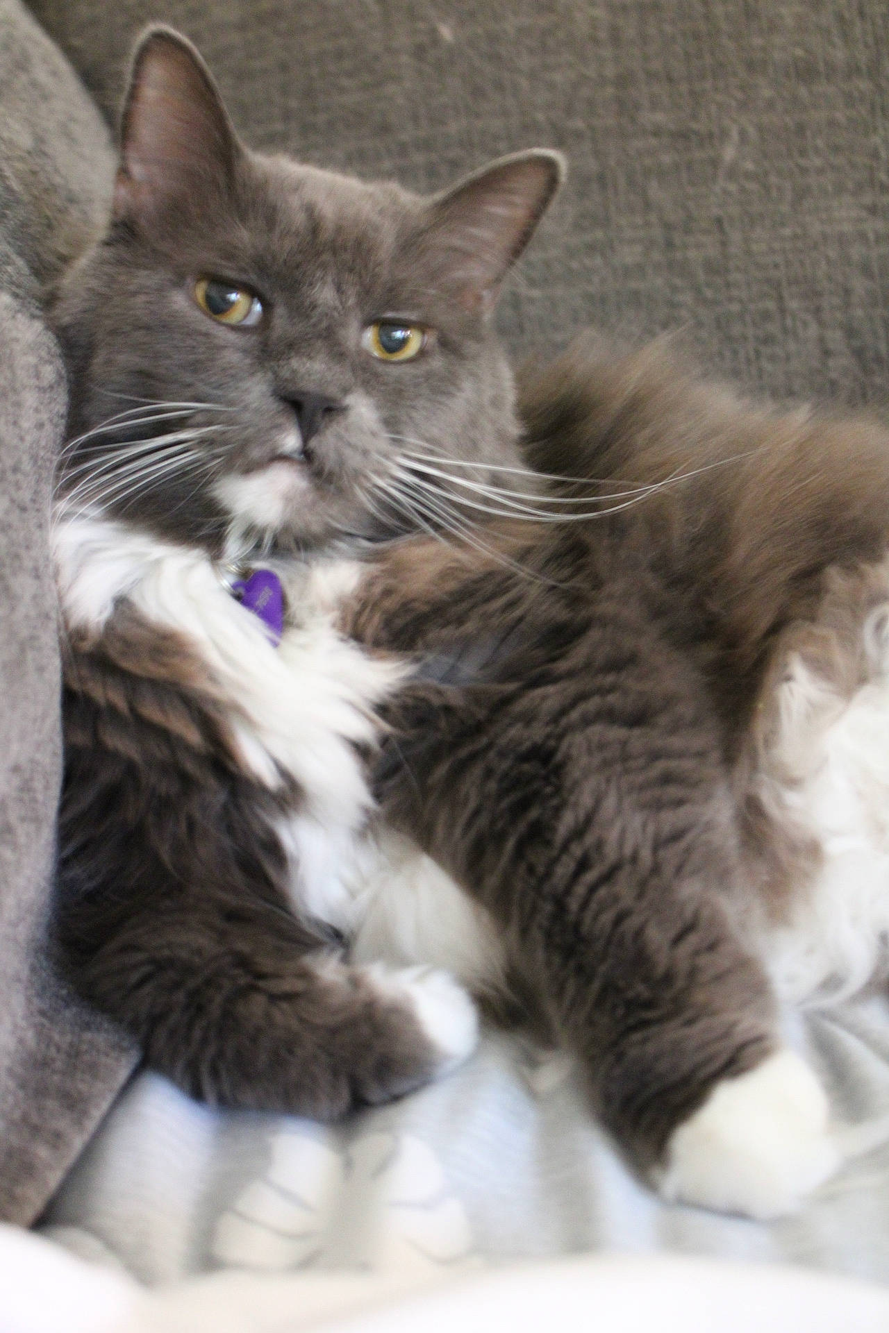 Heartbreak is registered to the contest to win money with this photo: black_cat, british_longhair, carnivore, cat, cat_supply, claw, comfort, domestic_short_haired_cat, felidae, fur, grey, paw, small_to_medium_sized_cats, snout, tail, terrestrial_animal, whiskers, window