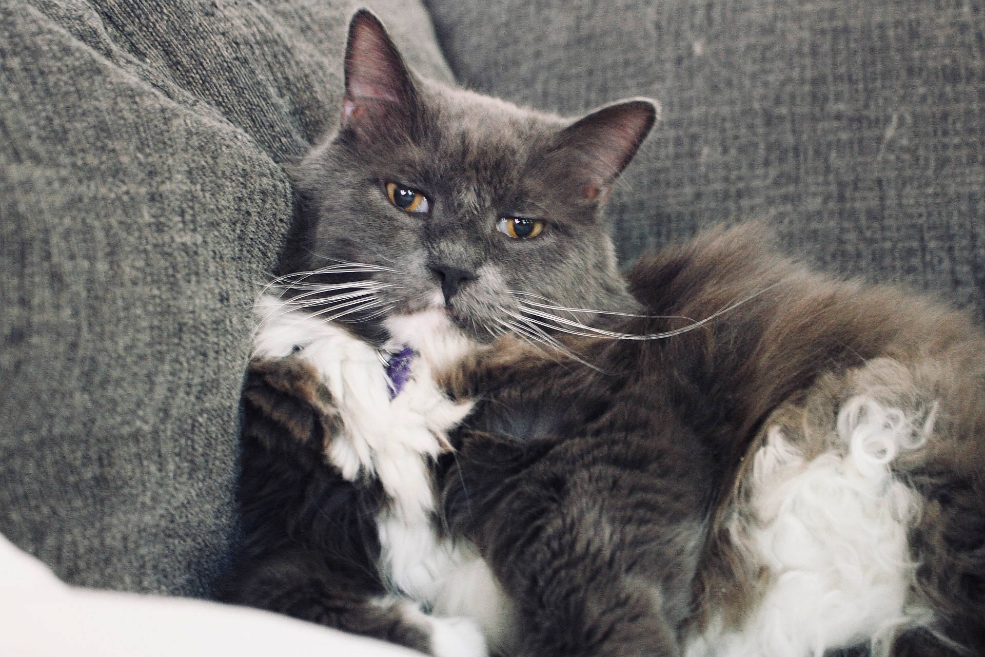 Heartbreak joined the competition — help win amazing prizes! carnivore, cat, cat_supply, claw, comfort, domestic_short_haired_cat, felidae, fur, grey, paw, sitting, small_to_medium_sized_cats, snout, tail, whiskers, window