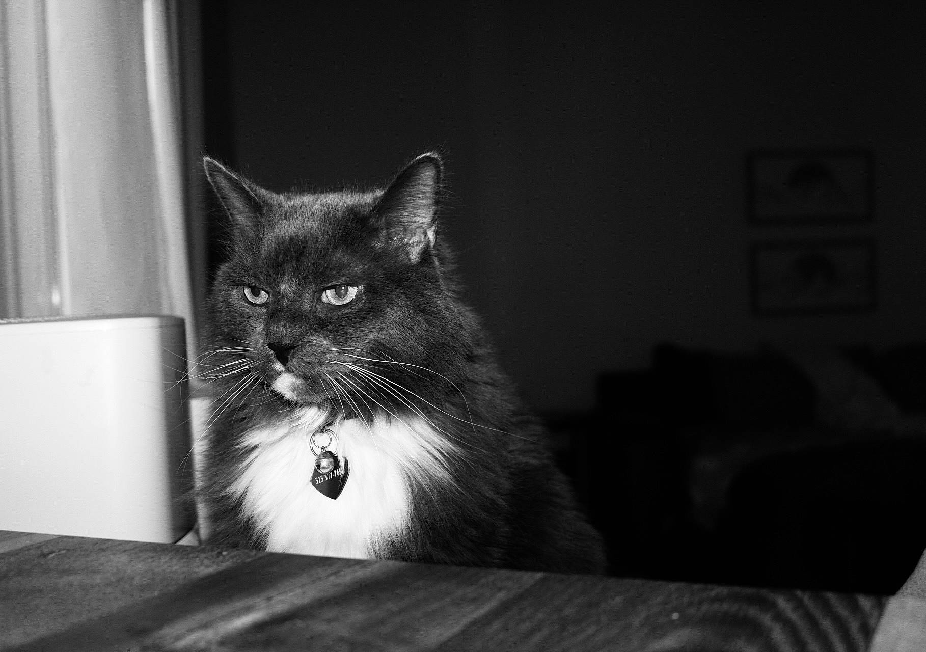 Heartbreak is registered to the contest to win money with this photo: black_and_white, carnivore, cat, darkness, domestic_short_haired_cat, felidae, fur, grey, monochrome, monochrome_photography, sitting, small_to_medium_sized_cats, snout, still_life_photography, table, tail, whiskers, window, wood