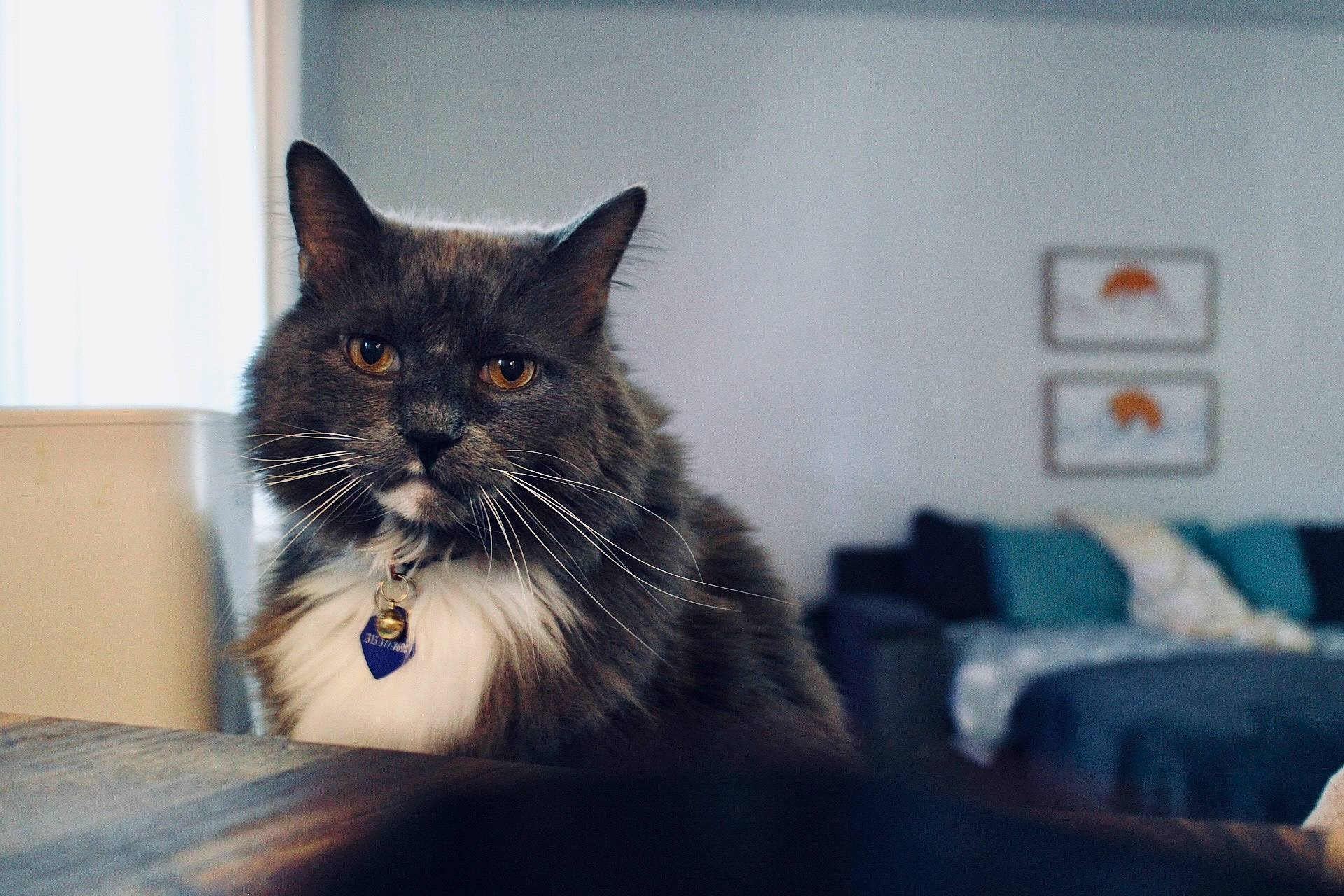 Heartbreak joined the competition — help win amazing prizes! black_cat, carnivore, cat, comfort, domestic_short_haired_cat, felidae, fur, grey, hair, iris, monochrome_photography, room, sitting, small_to_medium_sized_cats, snout, whiskers, window