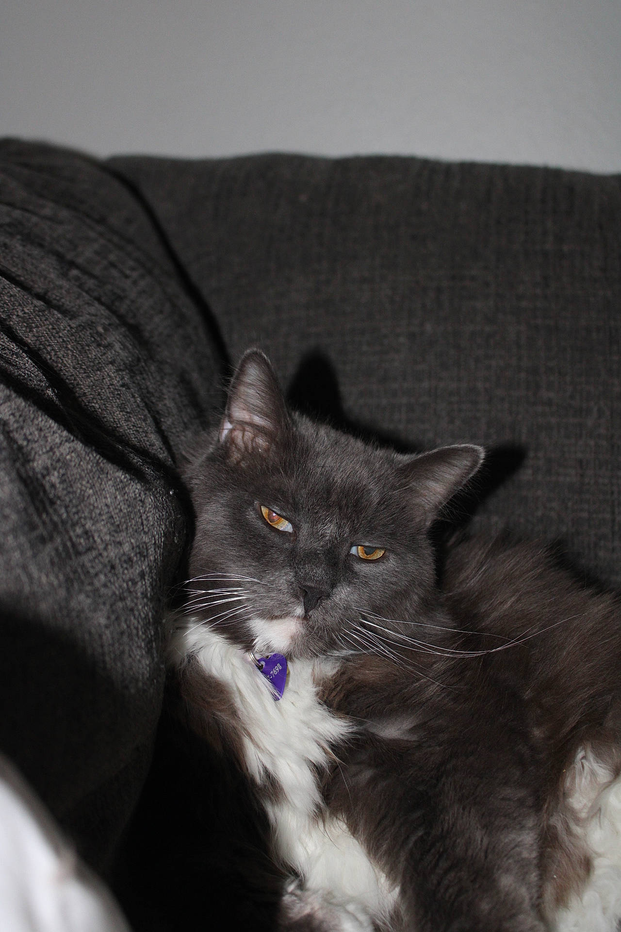 Heartbreak joined the competition — help win amazing prizes! black_cat, carnivore, cat, claw, comfort, domestic_short_haired_cat, ear, felidae, fur, grey, monochrome_photography, paw, sitting, small_to_medium_sized_cats, tail, whiskers