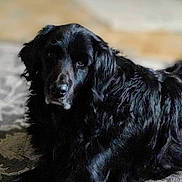 Sadie Joe joined the competition — help win amazing prizes! animal, background_blur, black_dog, canine, close_up, companion, cute, dog, domestic_animal, friendly, fur, house_pet, indoor, laying_down, looking_at_camera, mammal, pet, portrait, relaxed, soft_light