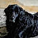 Sadie Joe