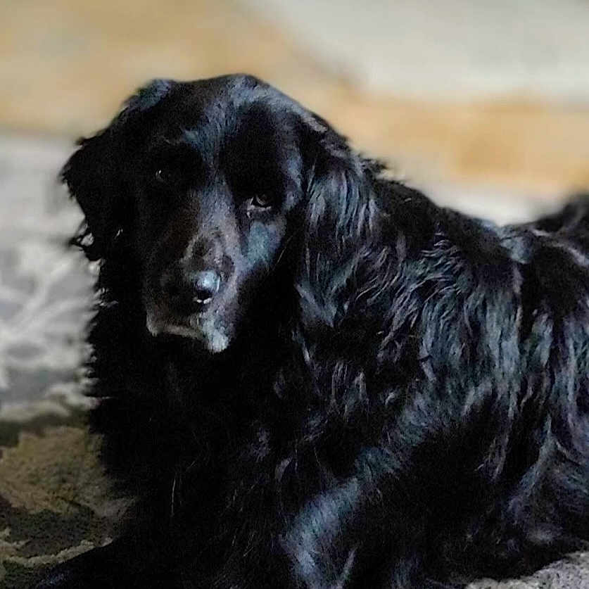 Sadie Joe