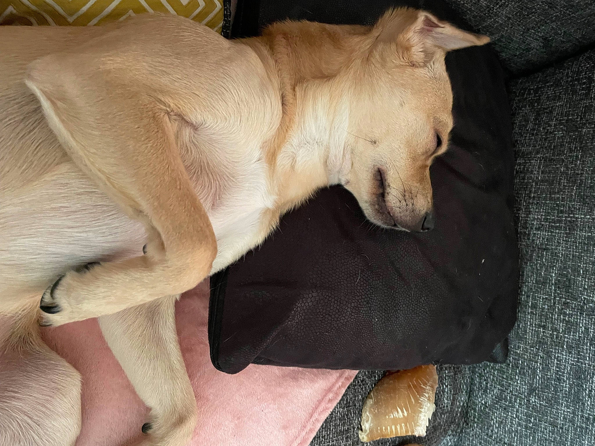 Cozmo joined the competition — help win amazing prizes! art, canidae, carnivore, claw, comfort, companion_dog, dog, dog_breed, fawn, felidae, foot, fur, paw, pet_supply, snout, sporting_group, tail, terrestrial_animal, whiskers, working_animal