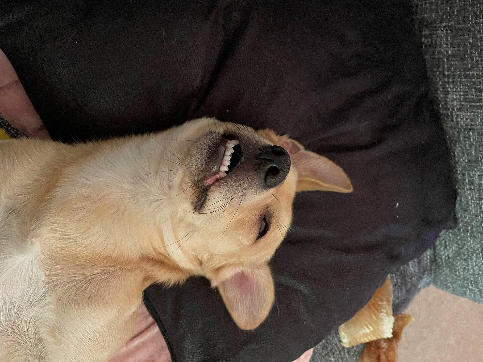 Cozmo joined the competition — help win amazing prizes! canidae, carnivore, collar, comfort, companion_dog, dog, dog_breed, dog_collar, ear, fawn, fur, gesture, guard_dog, paw, retriever, snout, sporting_group, whiskers, working_animal, wrinkle