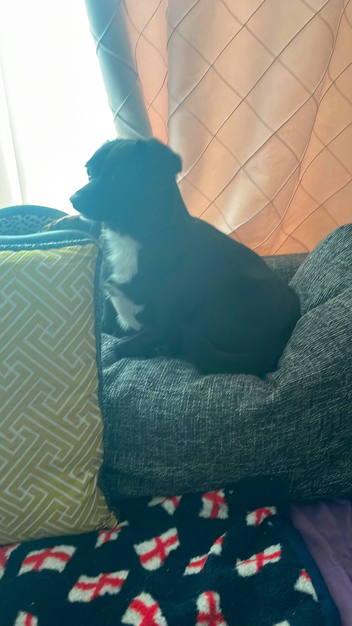 Nova joined the competition — help win amazing prizes! carmine, carnivore, comfort, companion_dog, dog, dog_breed, fawn, felidae, flooring, human_leg, light, linens, pattern, rectangle, room, sitting, tail, tints_and_shades, toy_dog, window