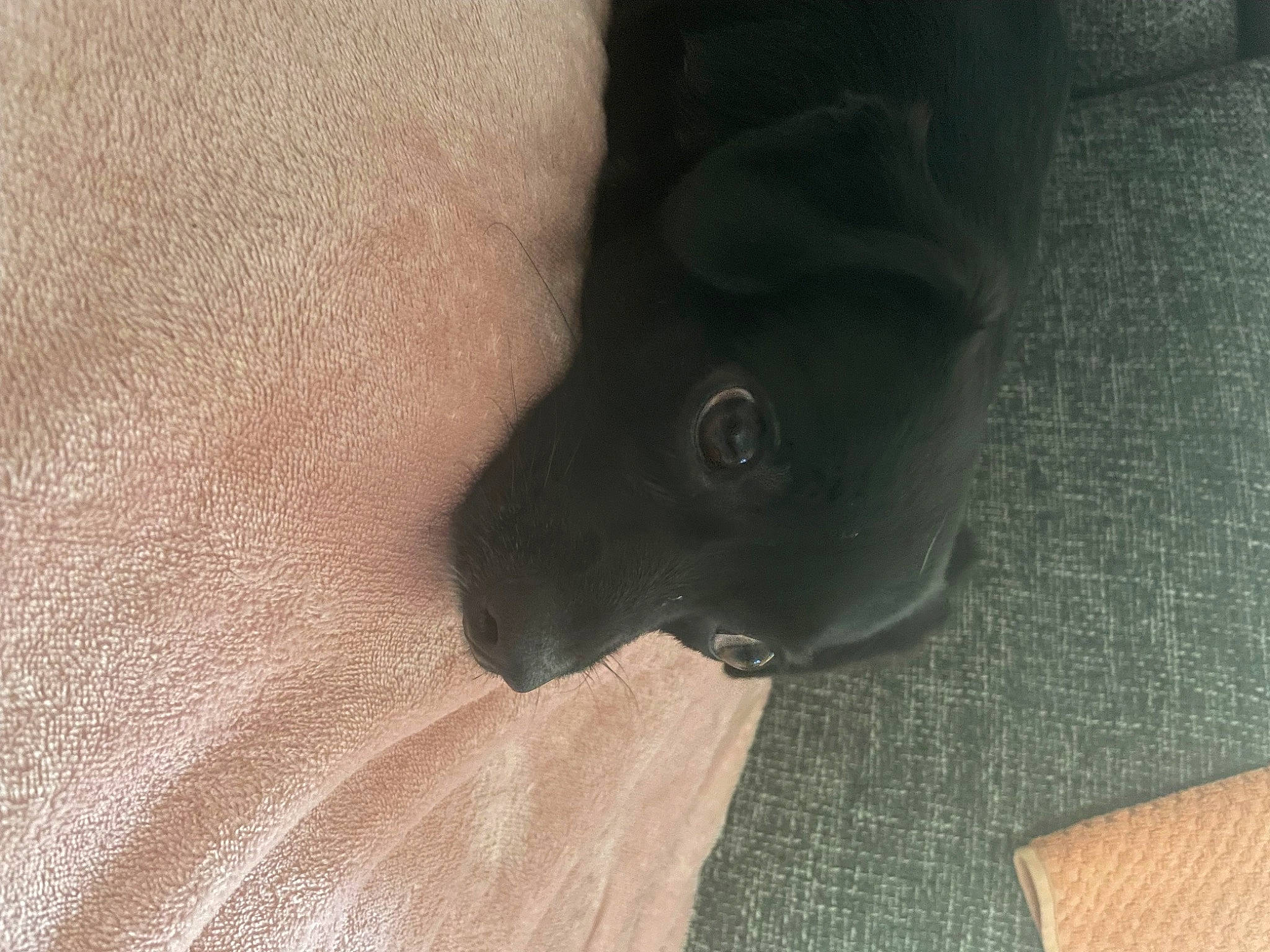 Nova joined the competition — help win amazing prizes! canidae, carnivore, claw, comfort, companion_dog, dog, dog_breed, flooring, foot, fur, grey, hardwood, human_leg, knee, tail, terrestrial_animal, thigh, whiskers, wood, working_animal