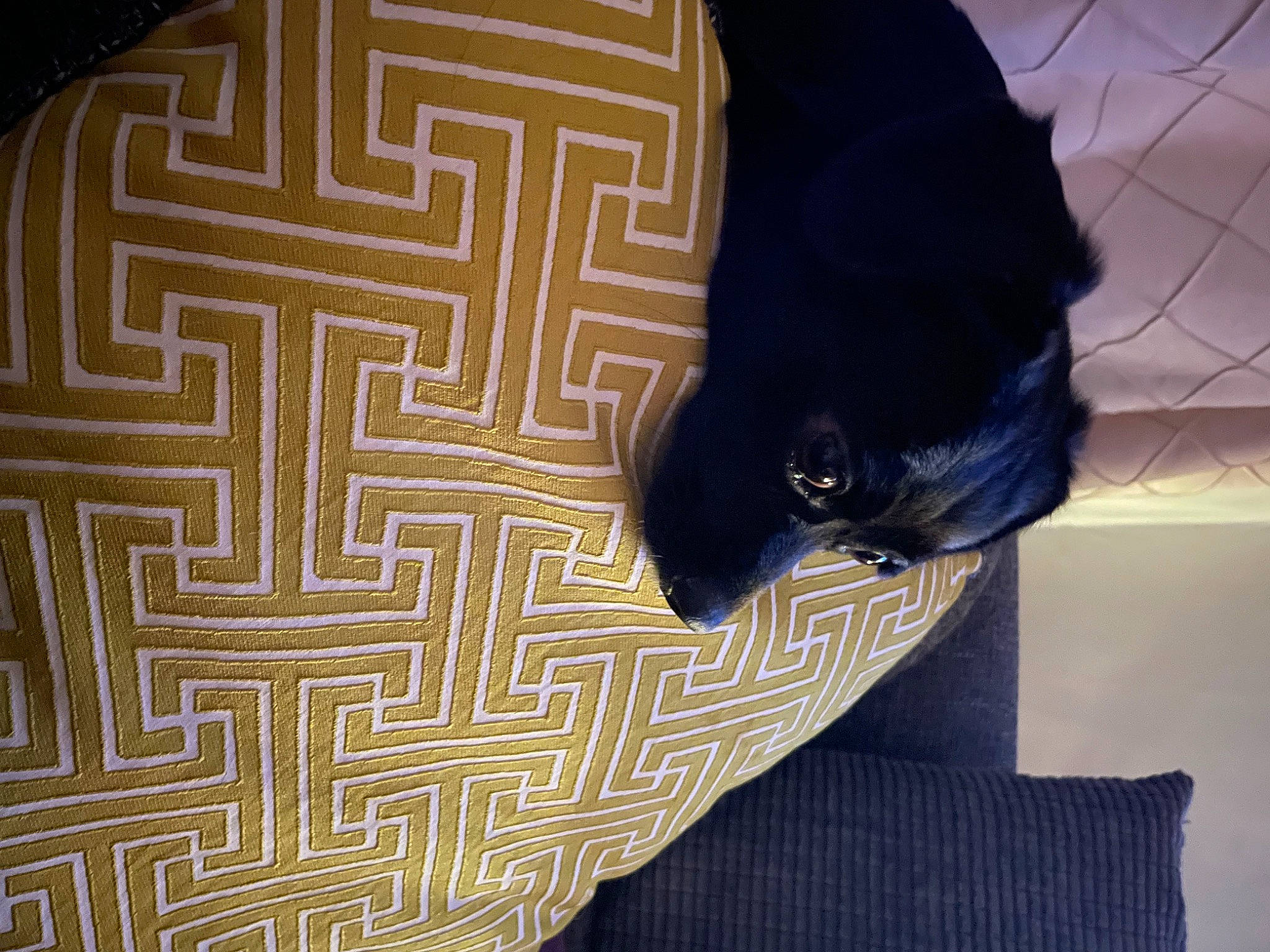 Nova joined the competition — help win amazing prizes! carnivore, cat, companion_dog, electric_blue, felidae, flooring, font, fur, hardwood, mammal, pattern, small_to_medium_sized_cats, sporting_group, tail, textile, tints_and_shades, tree, vertebrate, whiskers, wood