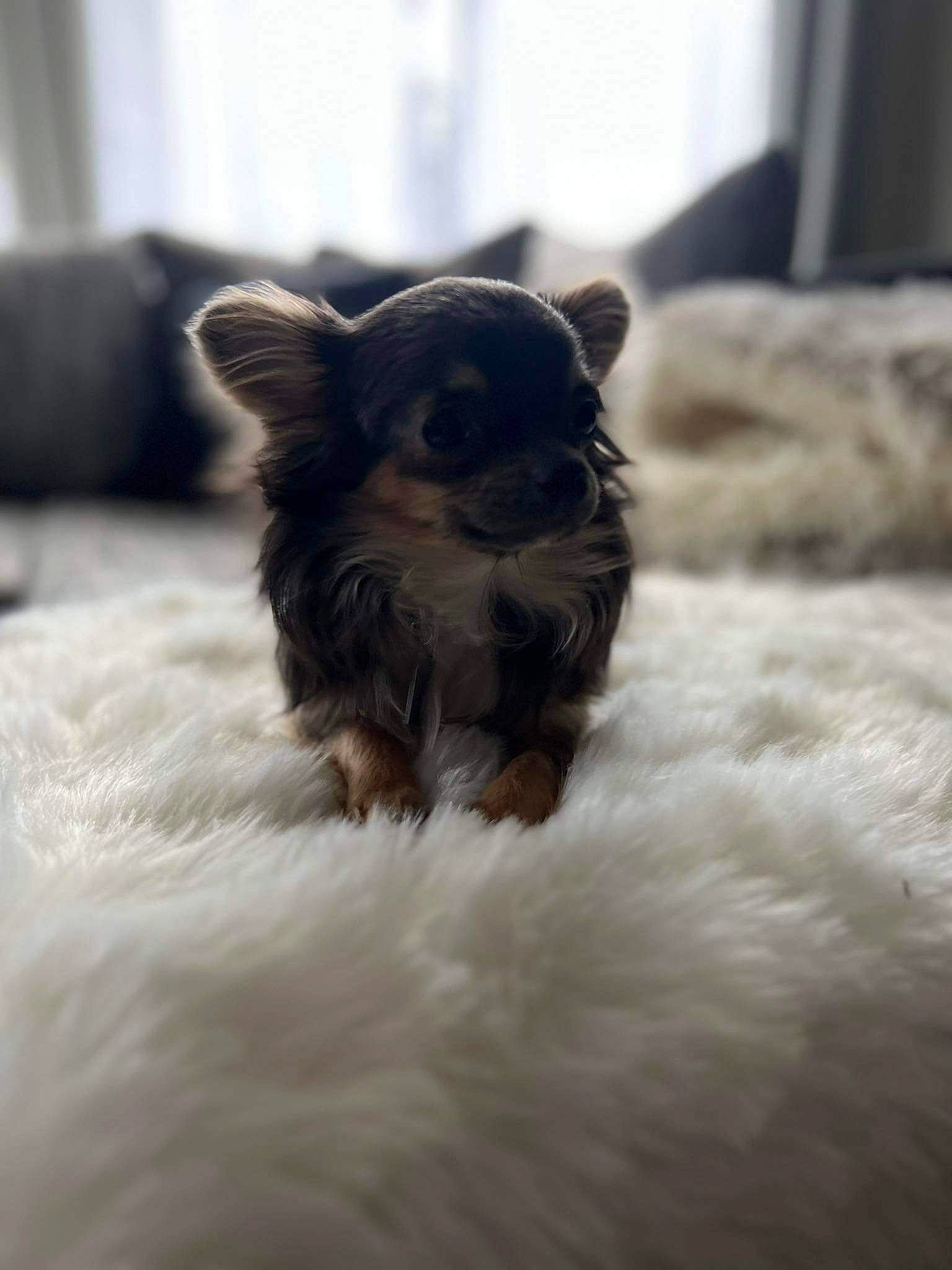 Mia a rejoint le concours — aidez-le/la à gagner de superbes lots ! canidae, carnivore, claw, companion_dog, dog, dog_breed, fawn, felidae, fur, liver, paw, small_terrier, snout, sporting_group, tail, terrestrial_animal, terrier, toy_dog, whiskers, working_animal