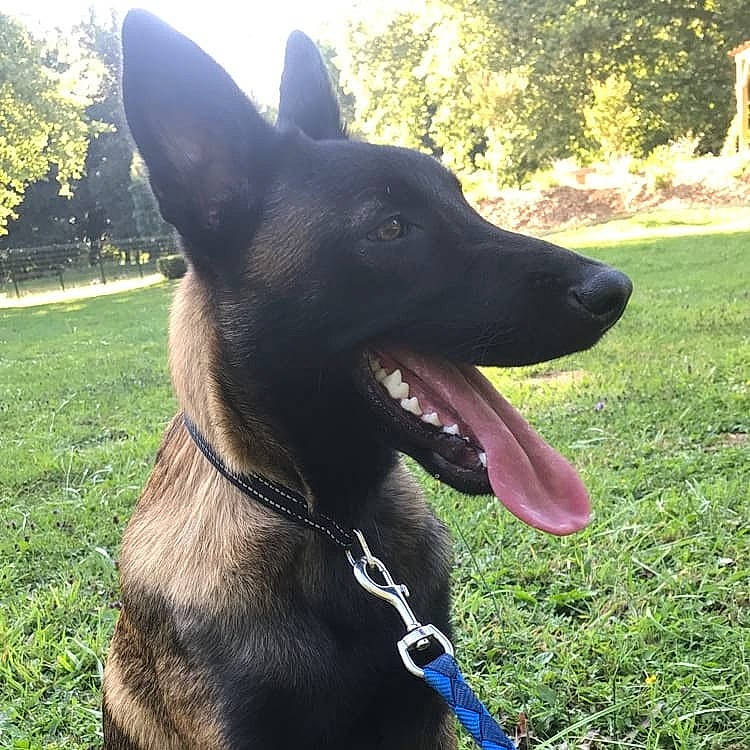 Jet participe au concours pour gagner de l'argent avec cette photo : australian_kelpie, belgian_shepherd, belgian_shepherd_malinois, black_norwegian_elkhound, canidae, carnivore, dog, dog_breed, dog_collar, dutch_shepherd_dog, east_european_shepherd, formosan_mountain_dog, king_shepherd, kunming_wolfdog, mammal, rare_breed_dog, snout, vertebrate, working_dog