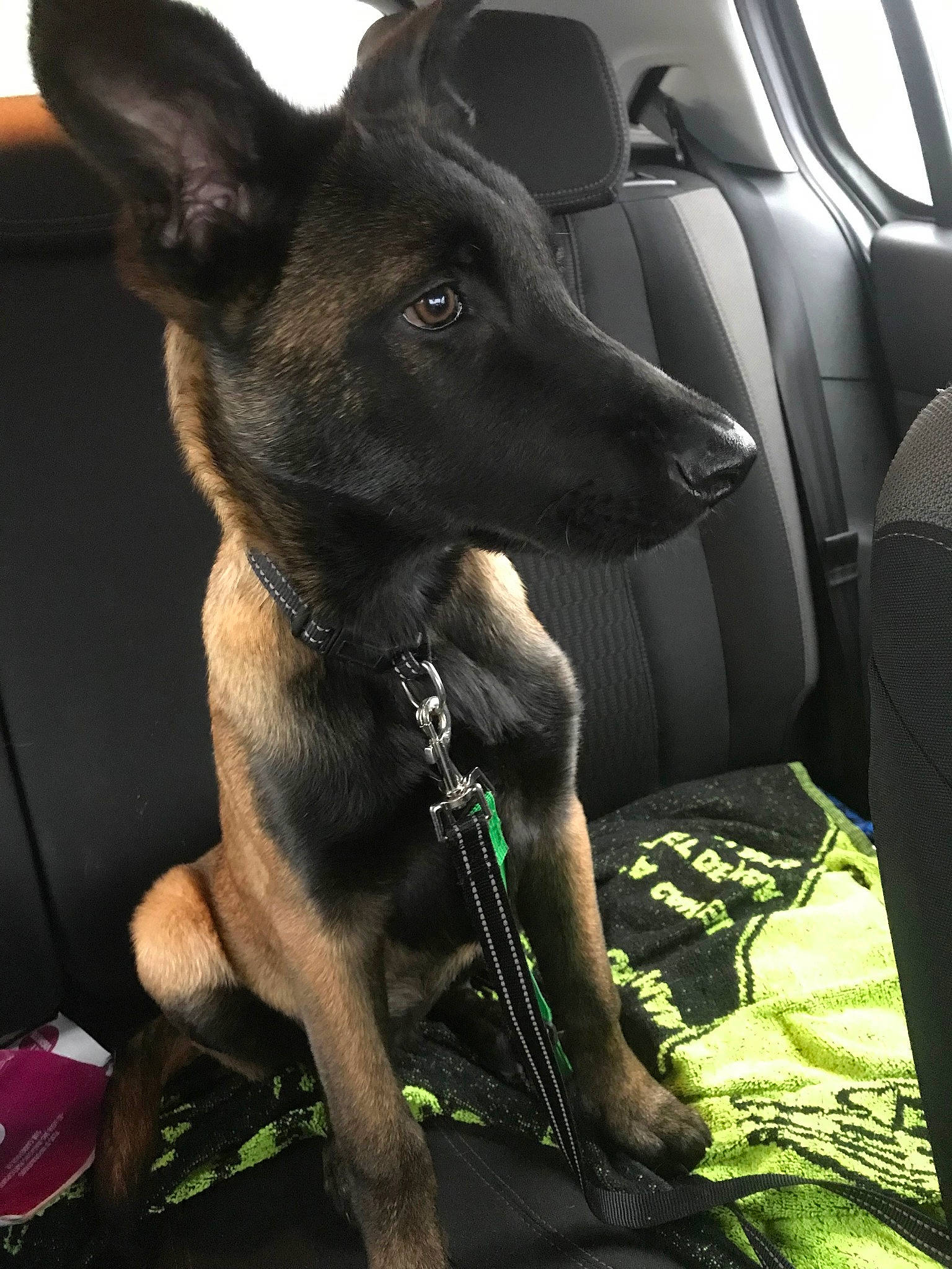 Jet a rejoint le concours — aidez-le/la à gagner de superbes lots ! belgian_shepherd_malinois, canidae, carnivore, dog, dog_breed, formosan_mountain_dog, mammal, rare_breed_dog, snout, vertebrate