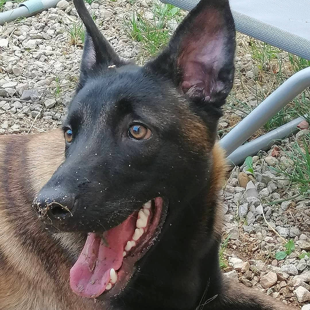 Jet participe au concours pour gagner de l'argent avec cette photo : belgian_shepherd, belgian_shepherd_malinois, canidae, carnivore, dog, dog_breed, dutch_shepherd_dog, ear, formosan_mountain_dog, german_shepherd_dog, groenendael, king_shepherd, kunming_wolfdog, mammal, rare_breed_dog, snout, vertebrate, working_dog