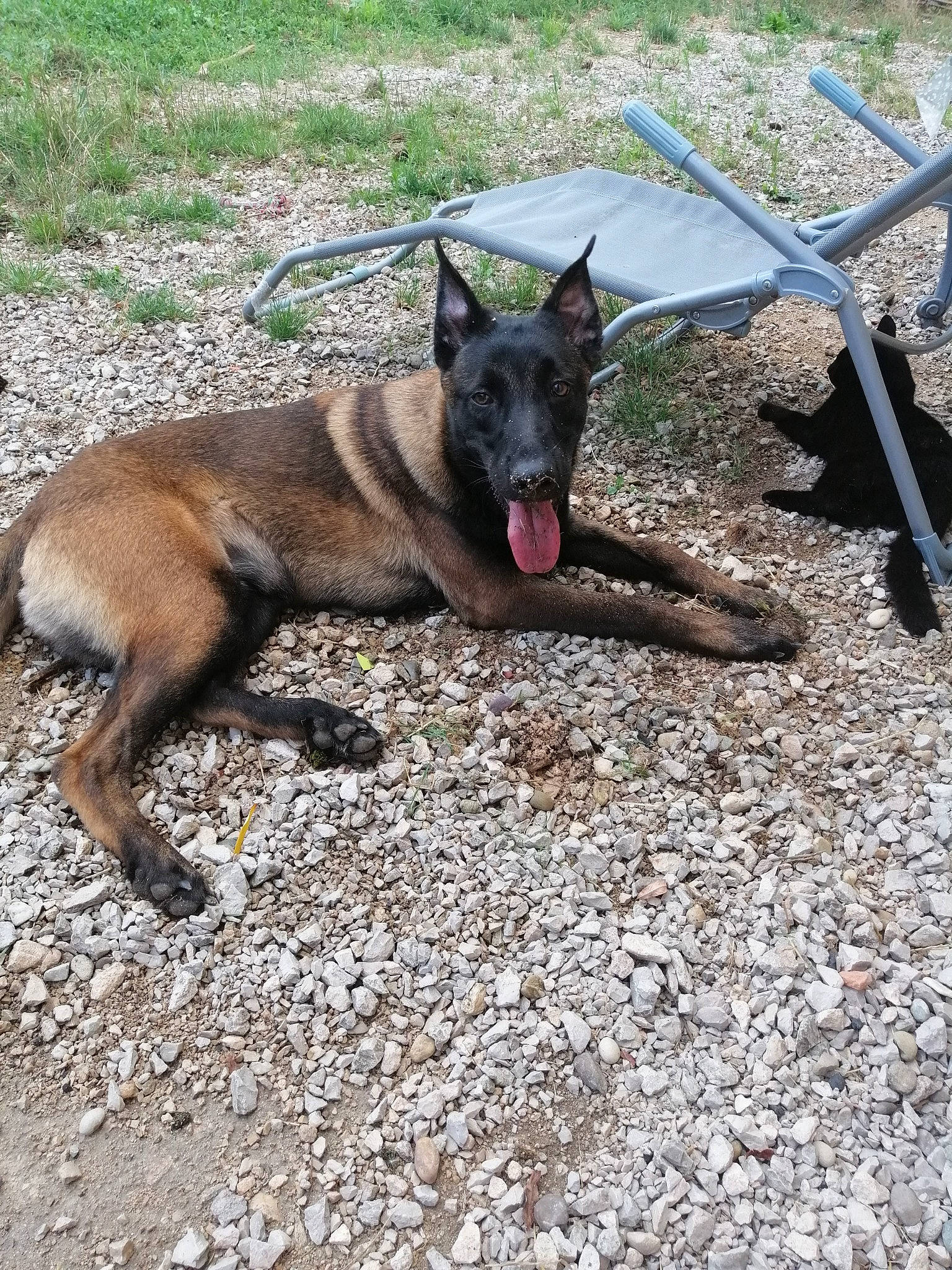 Jet a rejoint le concours — aidez-le/la à gagner de superbes lots ! belgian_shepherd, belgian_shepherd_malinois, canidae, carnivore, dog, dog_breed, dutch_shepherd_dog, east_european_shepherd, fawn, german_shepherd_dog, kai_ken, king_shepherd, kunming_wolfdog, mammal, old_german_shepherd_dog, police_dog, rare_breed_dog, shiloh_shepherd_dog, vertebrate, working_dog