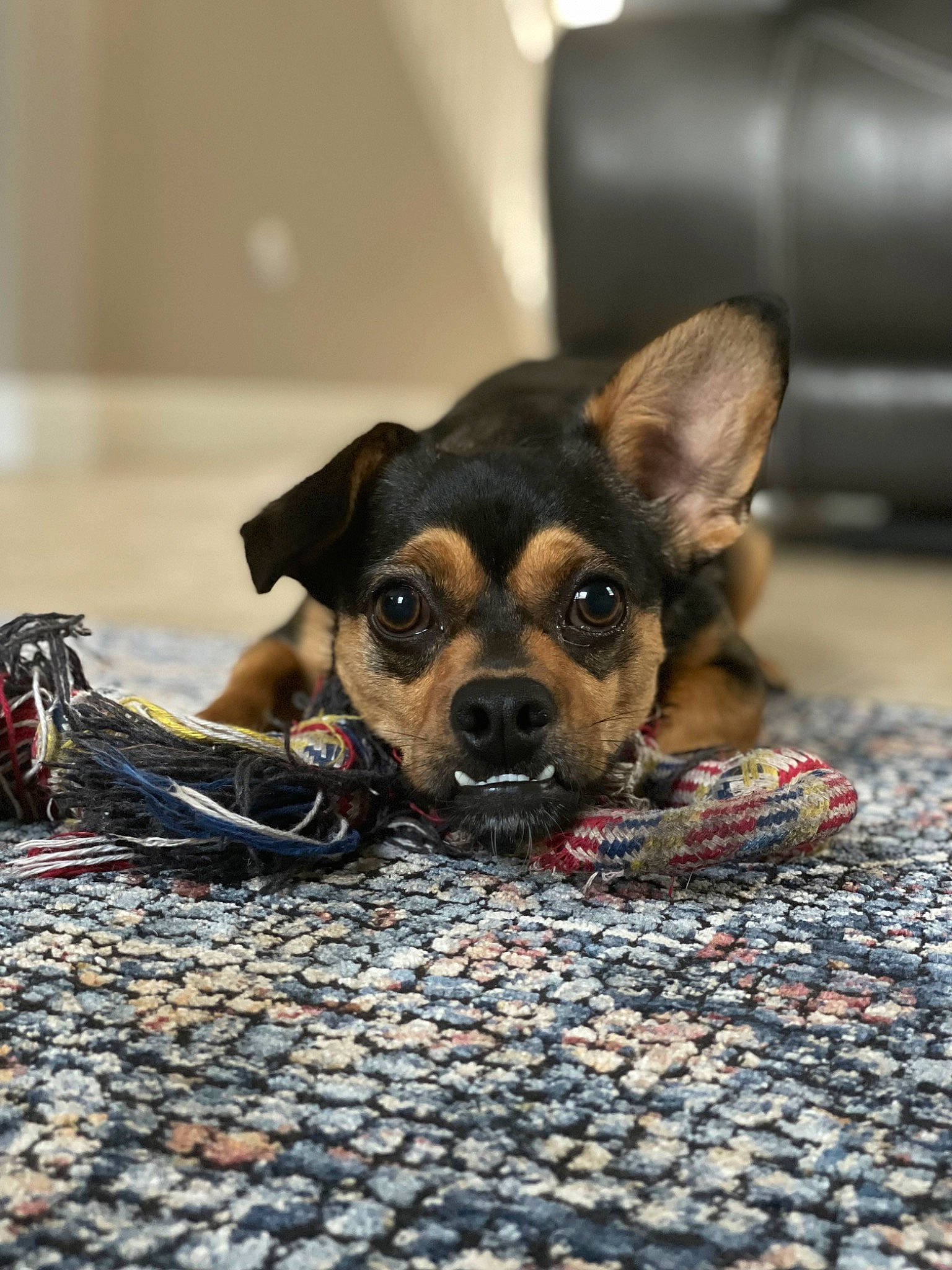 Axel joined the competition — help win amazing prizes! canidae, carnivore, comfort, companion_dog, dog, dog_breed, fawn, flooring, fur, paw, puppy, road_surface, russkiy_toy, snout, sporting_group, terrestrial_animal, toy_dog, whiskers, working_animal