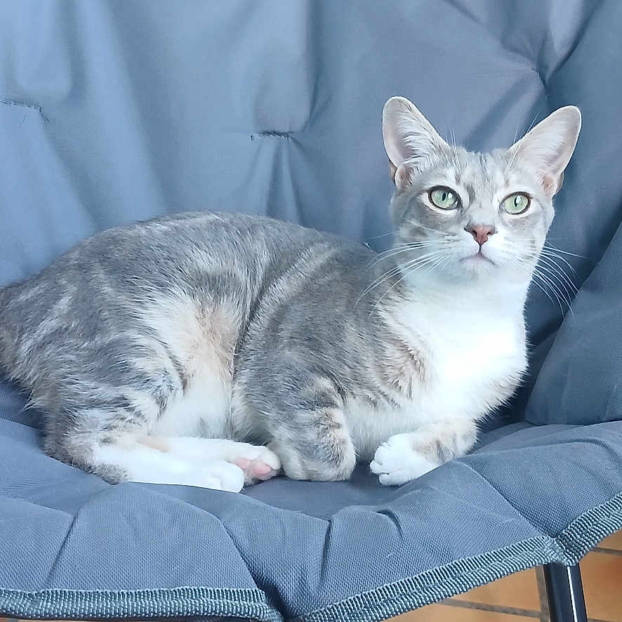 Mikey a rejoint le concours — aidez-le/la à gagner de superbes lots ! abyssinian, angora, animal, armchair, blanket, brasssection, cat, chair, couch, cushion, egyptiancat, furniture, homedecor, horn, kitten, manx, person, pet, siamese, sleeping