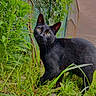 black_cat, cat, animal, outdoor, greenery, grass, fence, plants, nature, pet, curious, mammal, whiskers, fur, eyes, portrait, alert, garden, daylight, closeup
