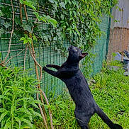 Flash a rejoint le concours — aidez-le/la à gagner de superbes lots ! black_cat, cat, outdoor, greenery, plants, grass, fence, garden, curious, animal, pet, nature, vine, standing, black_fur, daylight, wildlife, flora, climbing, backyard