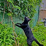 black_cat, cat, outdoor, greenery, plants, grass, fence, garden, curious, animal, pet, nature, vine, standing, black_fur, daylight, wildlife, flora, climbing, backyard