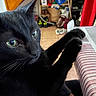 cat, black_cat, pet, indoor, close_up, curious, green_eyes, paw, striped_surface, furniture, clutter, household, animal, whiskers, face, feline, domestic_animal, looking, soft_light, cute