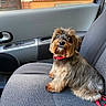 Micheline participe au concours pour gagner de l'argent avec cette photo : dog, pet, car_interior, seat, red_collar, fur, small_dog, window, door, brick_wall, leash, gazing, curious, sitting, animal, companion, transport, vehicle, indoors, closeup