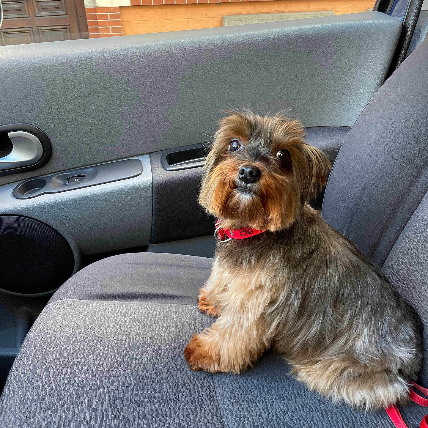 Micheline participe au concours pour gagner de l'argent avec cette photo : dog, pet, car_interior, seat, red_collar, fur, small_dog, window, door, brick_wall, leash, gazing, curious, sitting, animal, companion, transport, vehicle, indoors, closeup