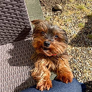 Micheline a rejoint le concours — aidez-le/la à gagner de superbes lots ! dog, small_dog, outdoor, sunlight, grass, gravel, woven_chair, denim, pet, cute, looking_up, paws, fur, brown_fur, happy, playful, animal, companion, garden, shadow