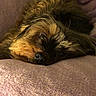 Micheline a rejoint le concours — aidez-le/la à gagner de superbes lots ! dog, pet, blanket, purple, couch, fur, sleepy, cozy, indoor, relaxing, snuggling, brown, black, animal, face, portrait, cute, companion, home, resting