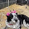 Bella a rejoint le concours — aidez-le/la à gagner de superbes lots ! dog, black_and_white, flower_crown, outdoor, grass, gravel, pet, collar, flower, resting, cute, animal, fence, chair, garden, summer, relaxed, portrait, nature, playful
