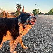 Bella participe au concours pour gagner de l'argent avec cette photo : dog, leash, street, sunlight, outdoor, happy, animal, pet, pavement, village, church, tree, sky, walking, daylight, nature, canine, black_and_white, closeup, summer
