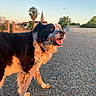 dog, leash, street, sunlight, outdoor, happy, animal, pet, pavement, village, church, tree, sky, walking, daylight, nature, canine, black_and_white, closeup, summer