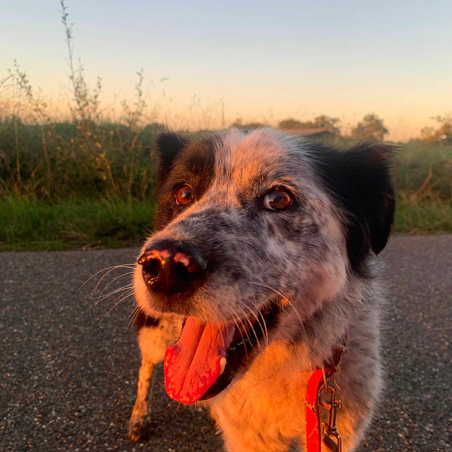 Bella